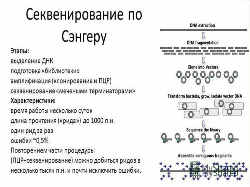 Секвенирование нуклеотидов. Методом прямого секвенирования по Сэнгеру.. Сенгер секвенирование. Секвенирование ДНК метод Сэнгера схема. Секвенирование по методу Сэнгера принцип.