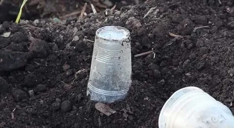Как сажать кабачки в открытый грунт