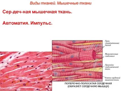 Мышечная ткань представлена поперечно полосатой мышечной