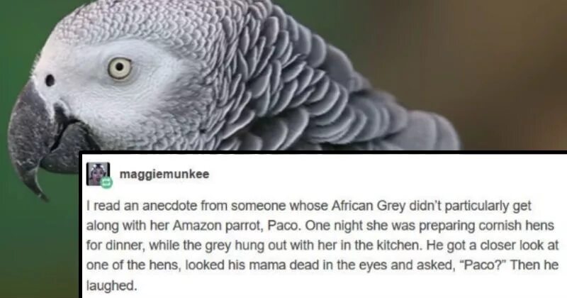 Parrot транскрипция. I am sure that the parrot is clever pet. My parrot перевод. My parrot перевод. Попугай на английском с транскрипцией.
