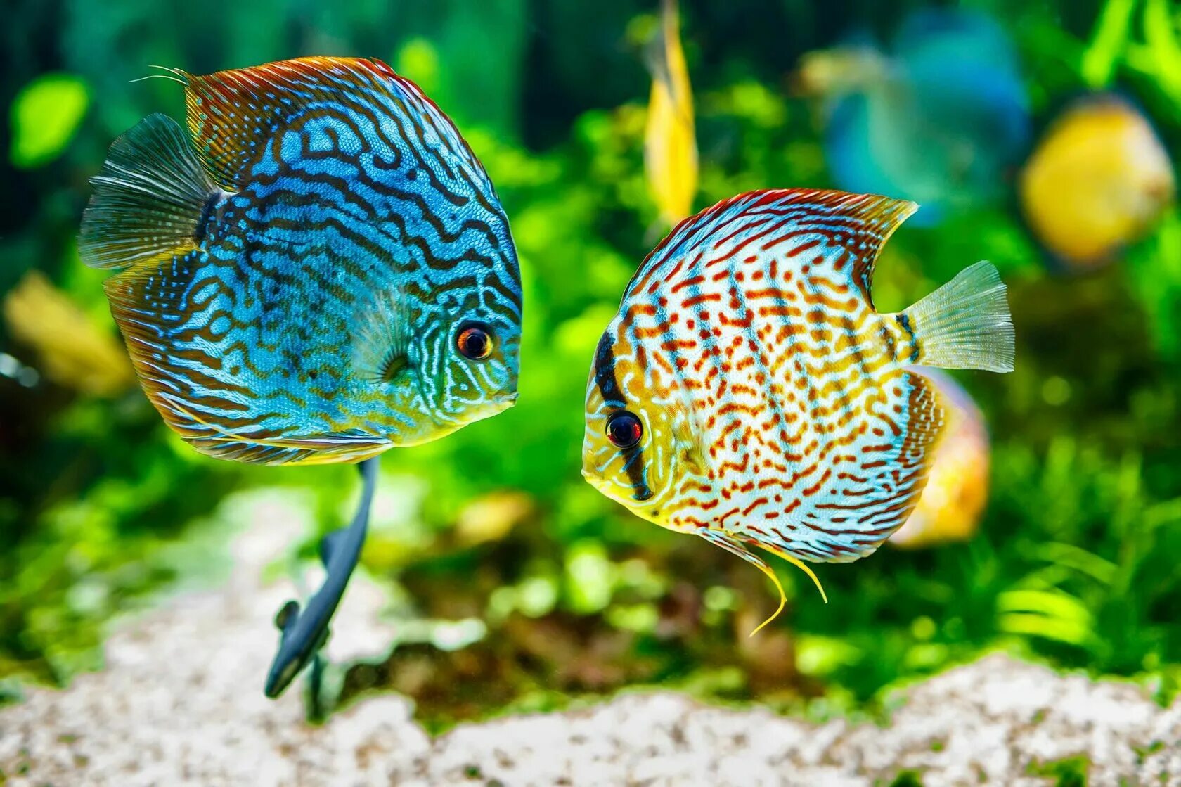 Symphysodon Discus. Дискусы аквариумные рыбки. Дискус рыбка. Рыбка Дискус фото.