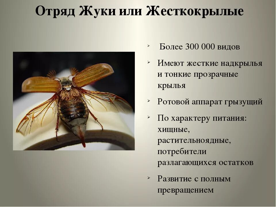 Характеристика отряда жесткокрылые жуки. Общая характеристика Жуков или жесткокрылых. Отряд жесткокрылые строение. Отряд жесткокрылые строение крыльев.