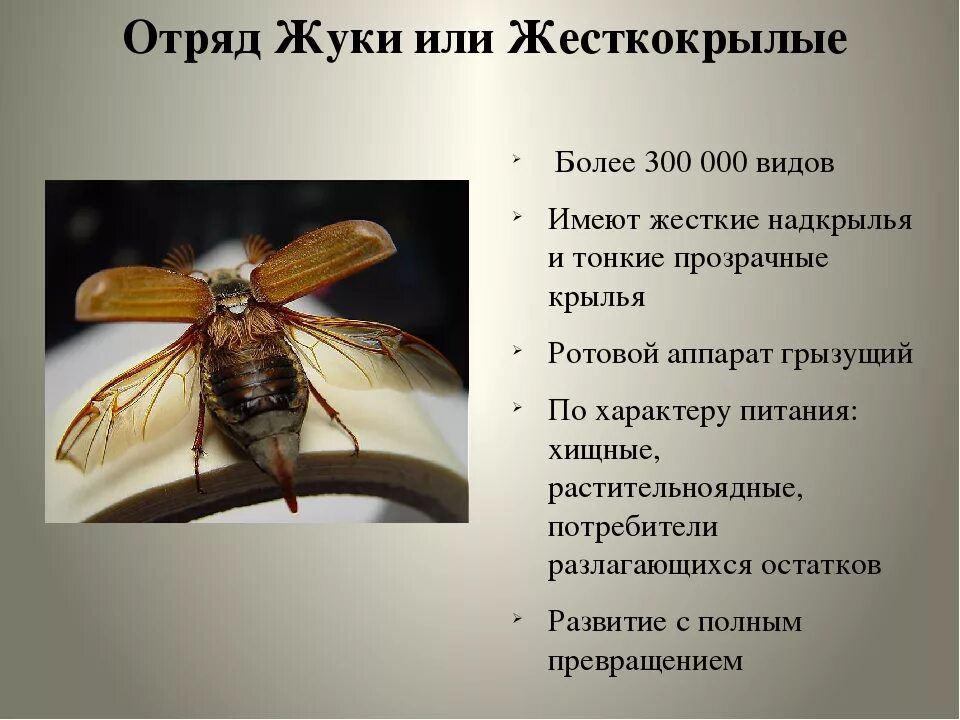 Три представителя класса насекомых. Отряд насекомых жесткокрылые представители. характеристика отряда жесткокрылые жуки. характеристика отряда жесткокрылые. признаки отряда жесткокрылые.