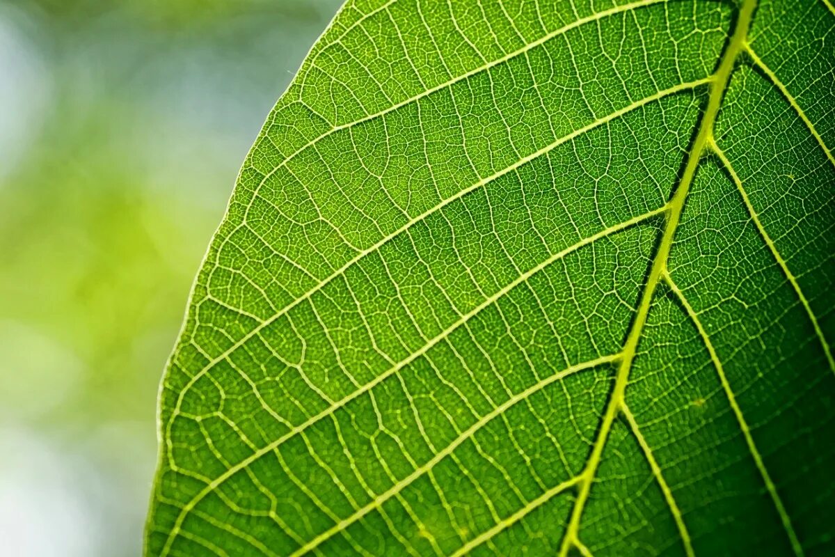 Tree leave