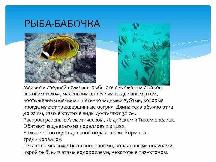 Сообщение о рыбе бабочке. Рыба бабочка доклад. Рыба бабочка интересные факты. Сообщение о рыбе. Рыбы доклад 7 класс