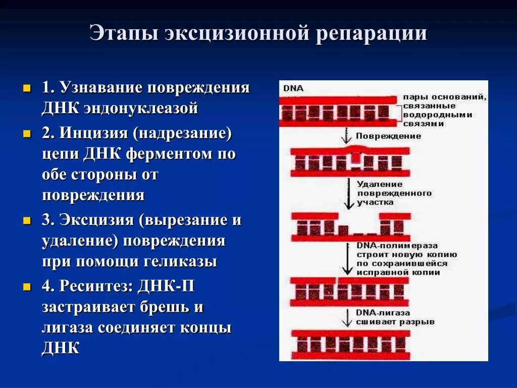 Этапы эксцизионной репарации. Общая схема репарации ДНК. Эксцизионная репарация ДНК ферменты. Ферментные системы репарации ДНК.