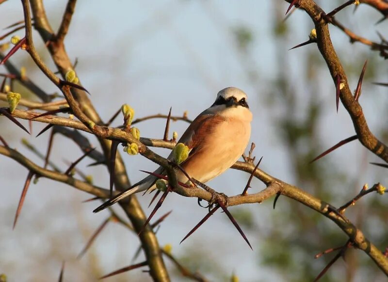 Птица поющая в терновнике. Поющие в терновнике птица. Поющие в терновнике легенда про птицу. Птица в терновнике легенда. Птица в терновнике.