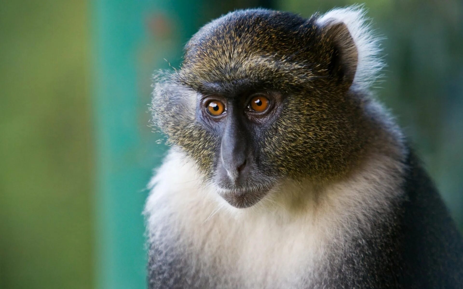 Обезьяна ба. Белогрудый капуцин. голубая мартышка (cercopithecus mitis). очковый тонкотел. гульман обезьяна.