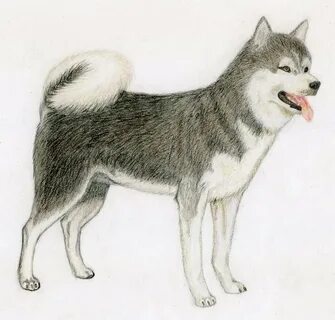 Рисунок собаки лайки