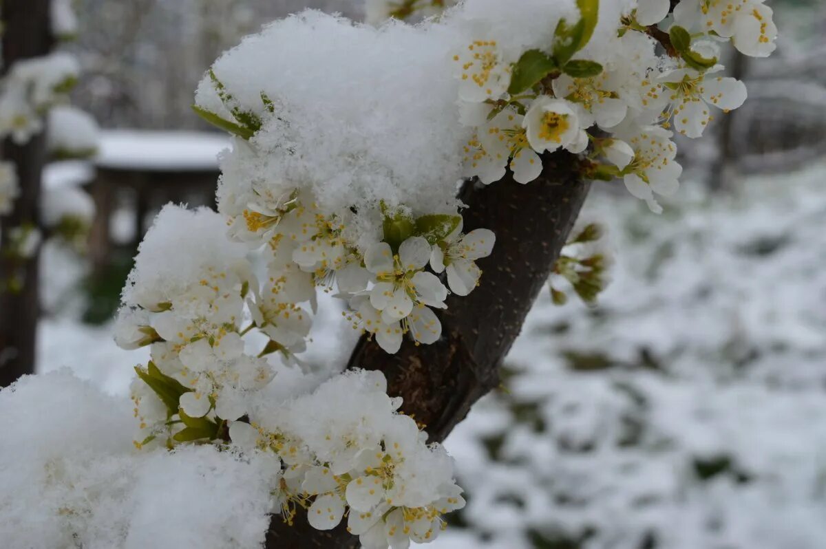Апрельский снег. Цветы в снегу. Снег в апреле.