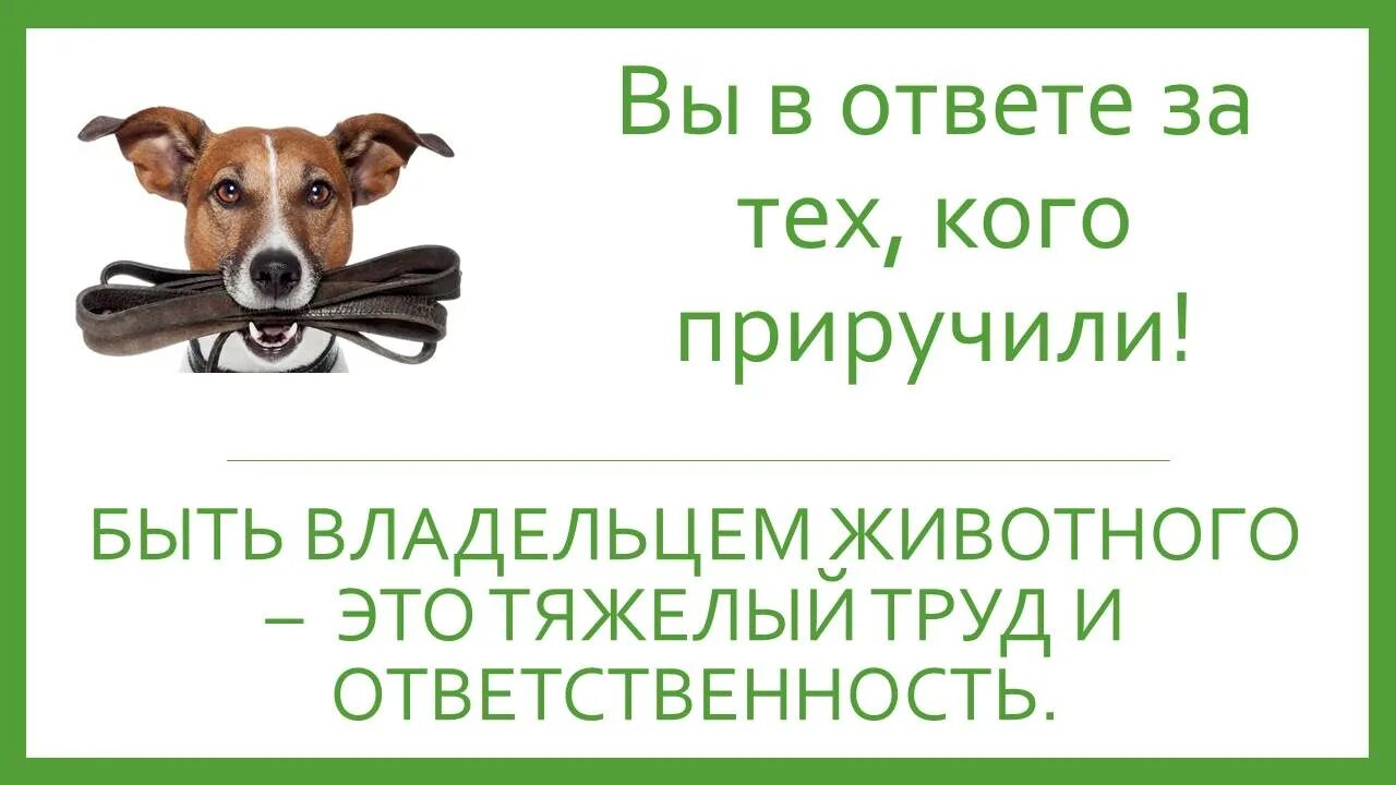 Ответственное обращение с животными. Памятка об ответственном обращении с животными. ФЗ об ответственном обращении с животными. Памятка об ответственном обращении с животными для детей. Ответственное содержание животных