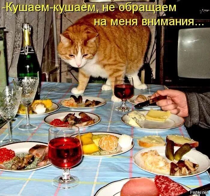 Приколы про новогодний стол. Коты за новогодним столом. кот на обеденном столе. кот и еда юмор. кот на праздничном столе.