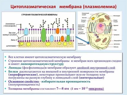 Эукариотическая клетка плазматическая мембрана