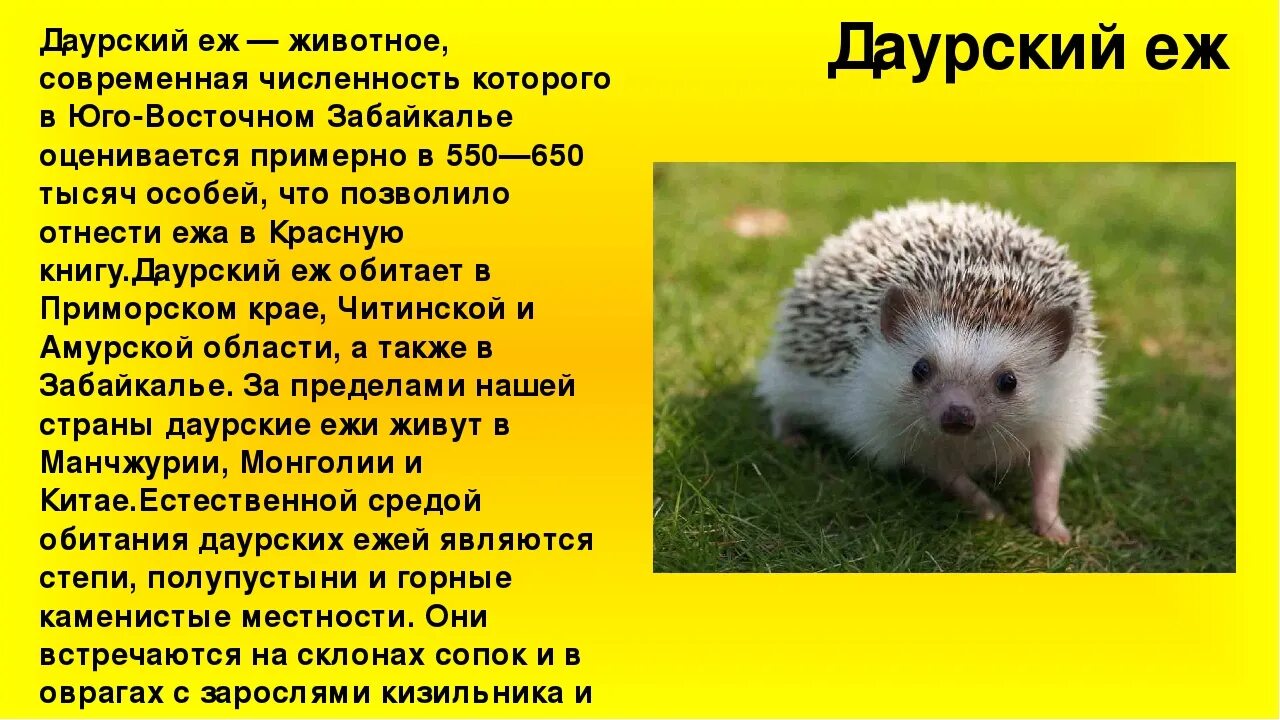 К какой группе относится ежик. Даурский ежик красная книга. даурский еж красная книга россии. даурский ёж красная книга. даурский ёж краткое.