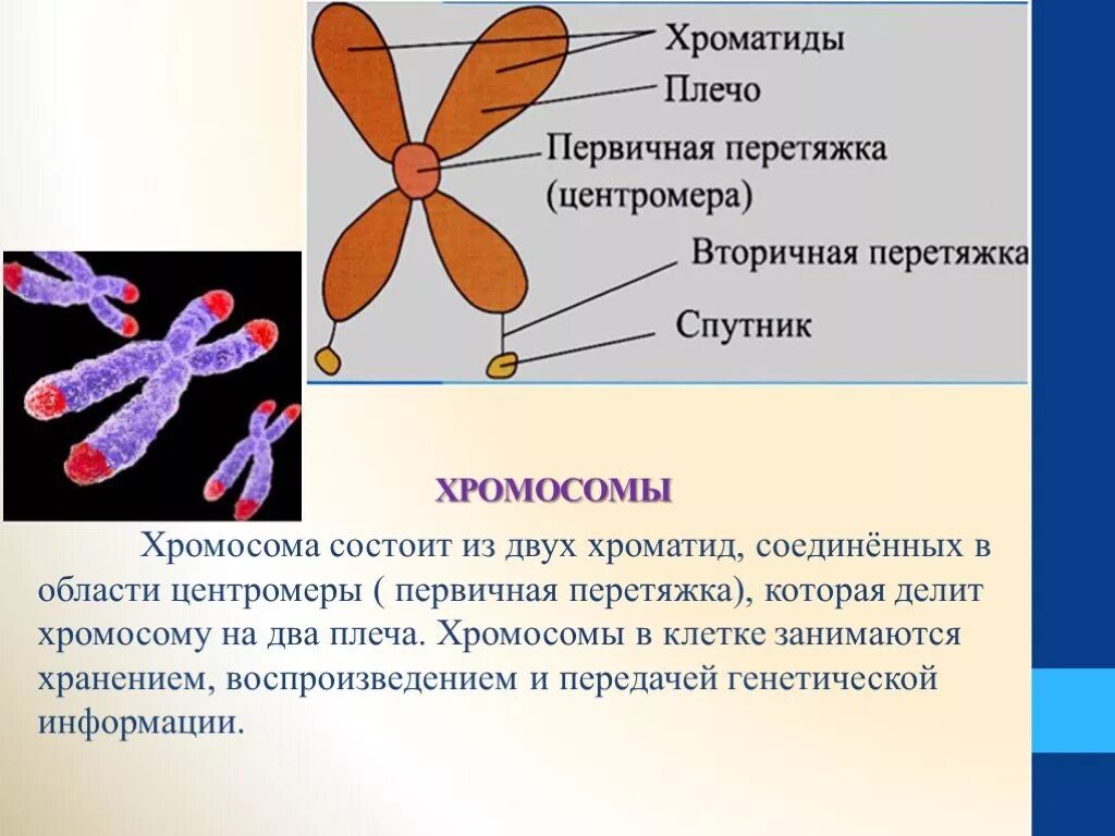 Клеточная перетяжка у каких клеток. Хромосома и хроматида. Первичная перетяжка хромосомы. Центромеры хромосом. Центромера первичная перетяжка.