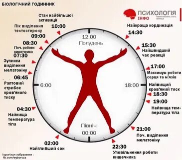 Что входит в человека часы