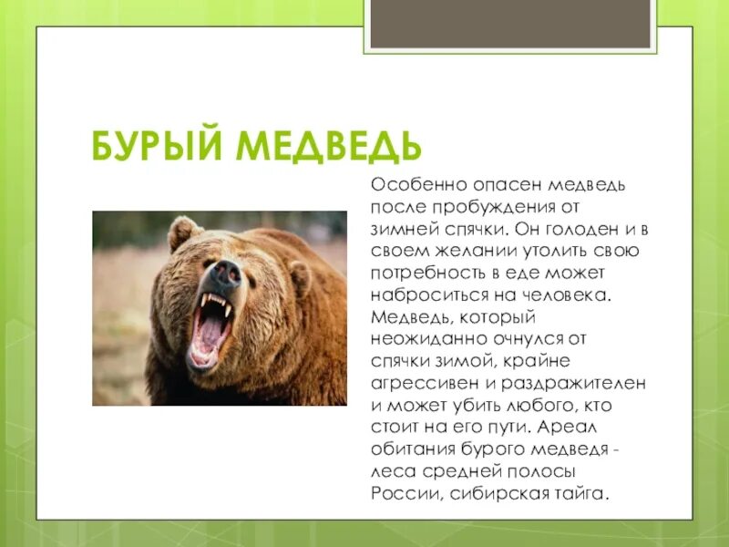 Поподробнее о животном мире