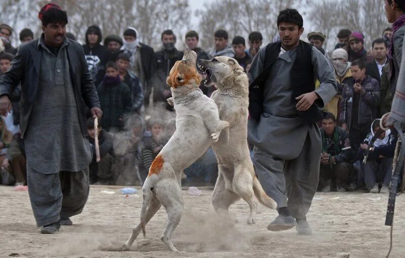 Где бое собачий. Собачьи бои 2013 дагестан. Канарский дог. Волкодав турнир 2020 собачий бой. Где бое собачий.