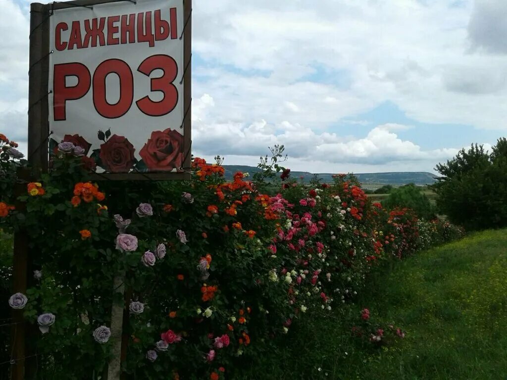 Питомник в Крыму Полины козловой. Питомник роз Полины козловой Бахчисарай. Питомник козловой розы.