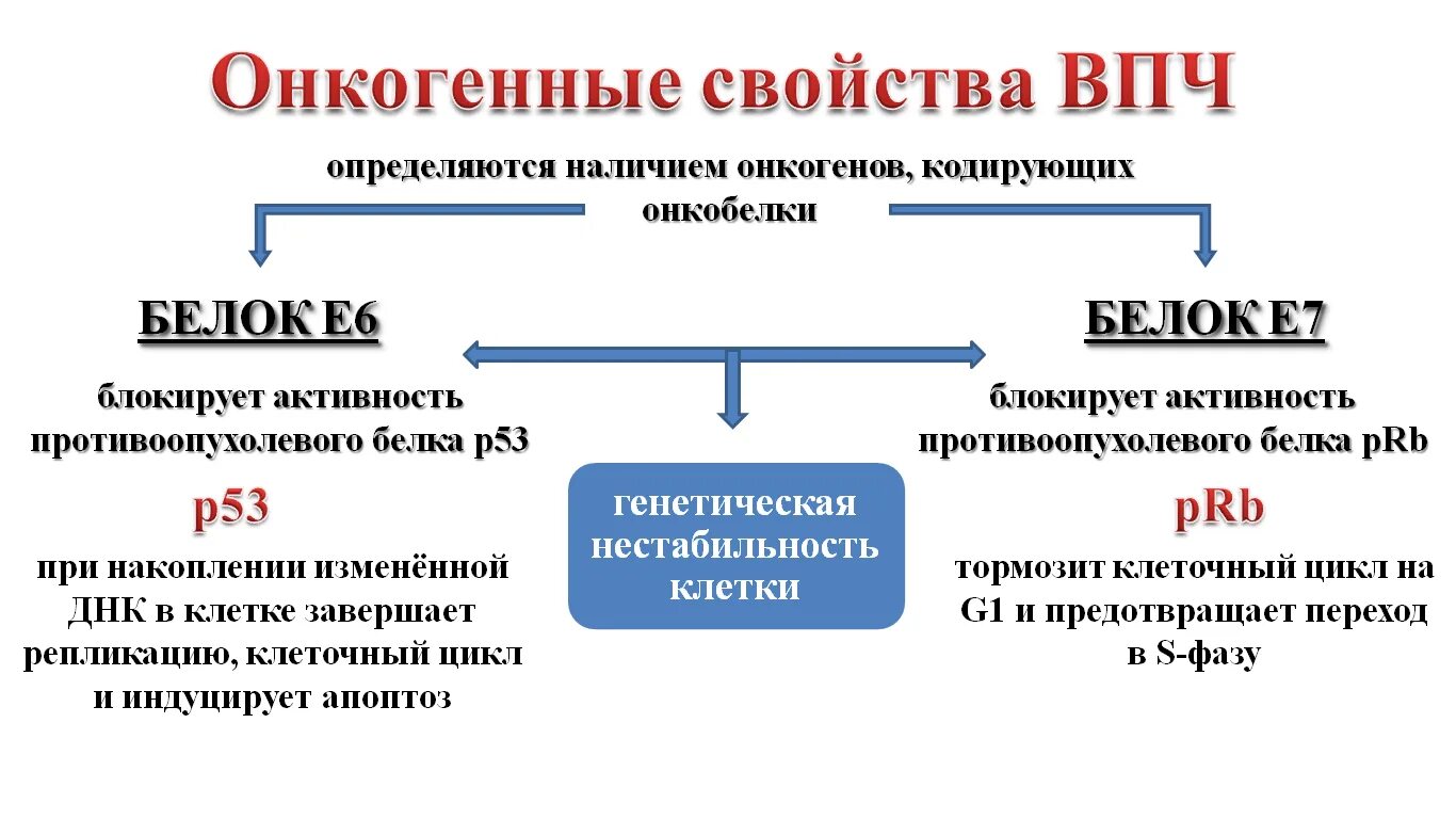 ВПЧ онкогенного типа. Онкогенные штаммы ВПЧ. ВПЧ высокого онкогенного типа.