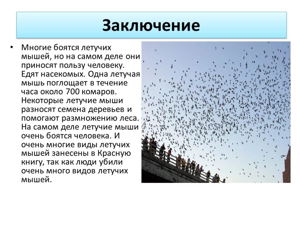 Правда ли что мыши приносят только вред. Милая крыса. Правда ли что мыши приносят только вред. Какую пользу приносят летучие мыши человеку. Крысы.