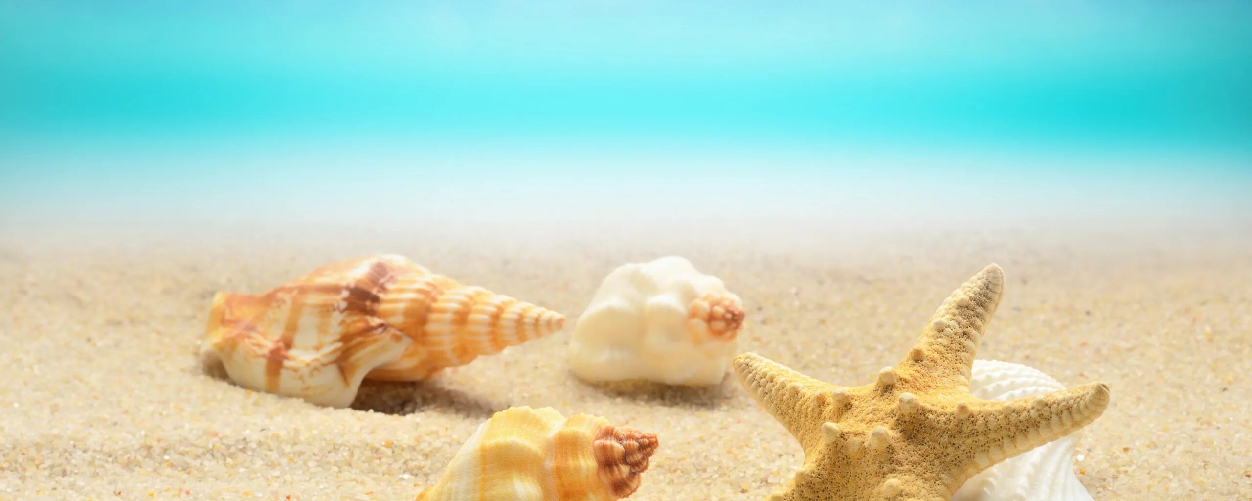 Ракушки на пляже. Песок пляж ракушки. Морской пляж песок. Морская звезда и ракушки на песке.