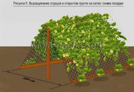 Огурцы схемы посадки