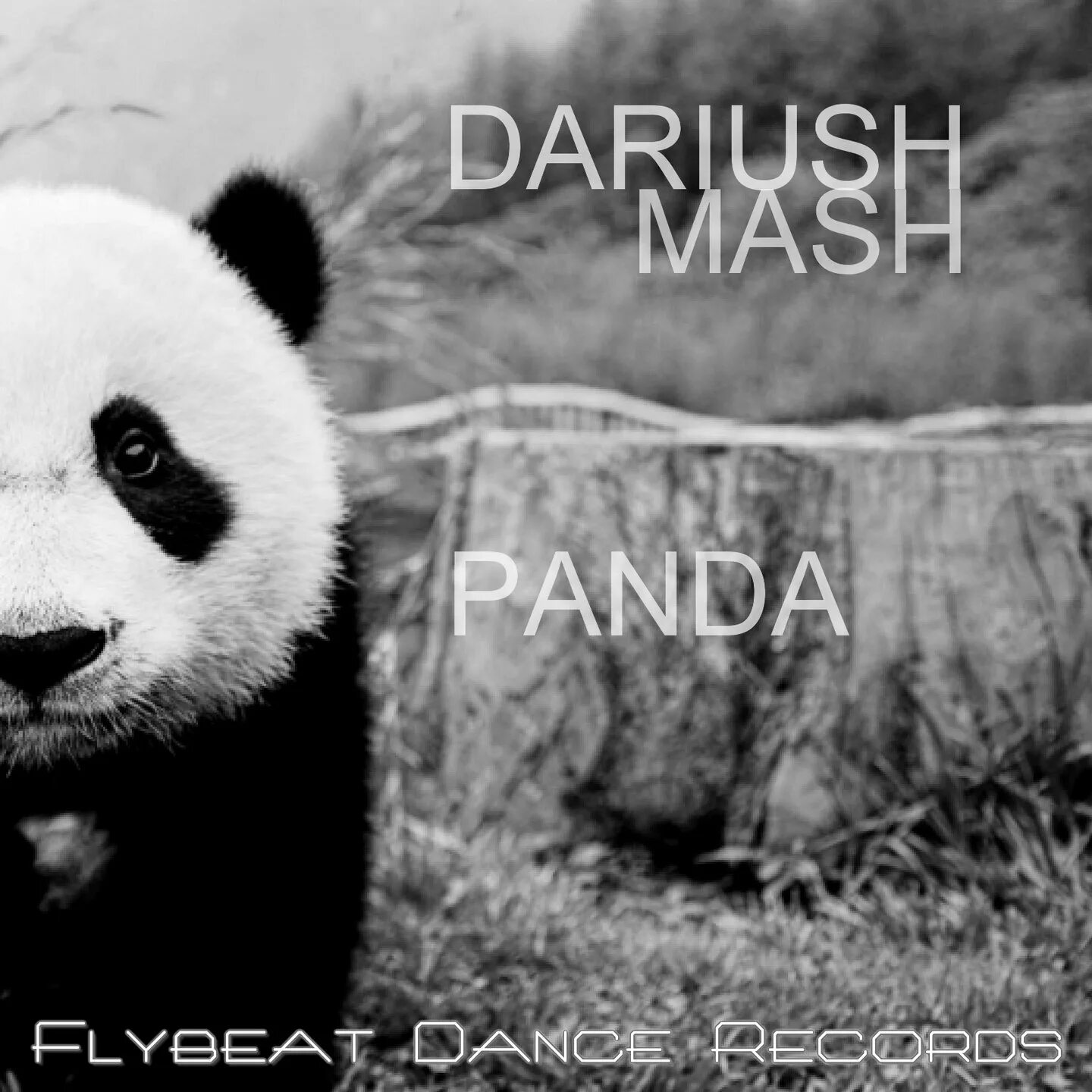 Pandas last. Панда на бамбуке. Panda forever. Pandas last. Лицо панды.
