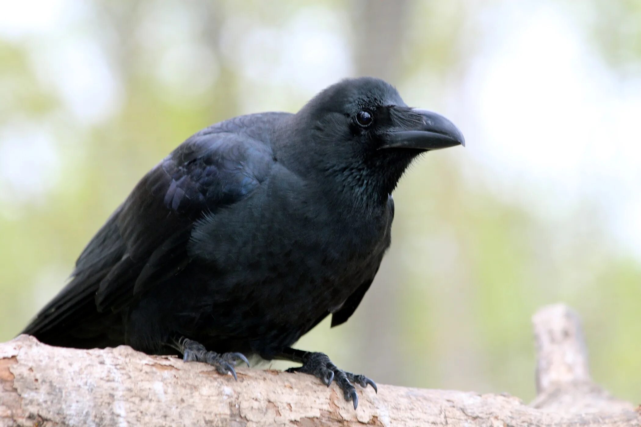 Corvus macrorhynchos. Большеклювая ворона. Corvus caurinus. Толстая ворона.