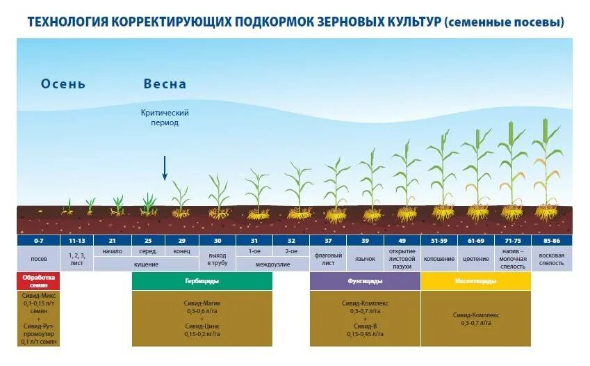 Схема посева озимой пшеницы. Схема внесения удобрений для озимой пшеницы. Удобрение Яровой пшеницы схема. Интегрированная система защиты Яровой пшеницы.