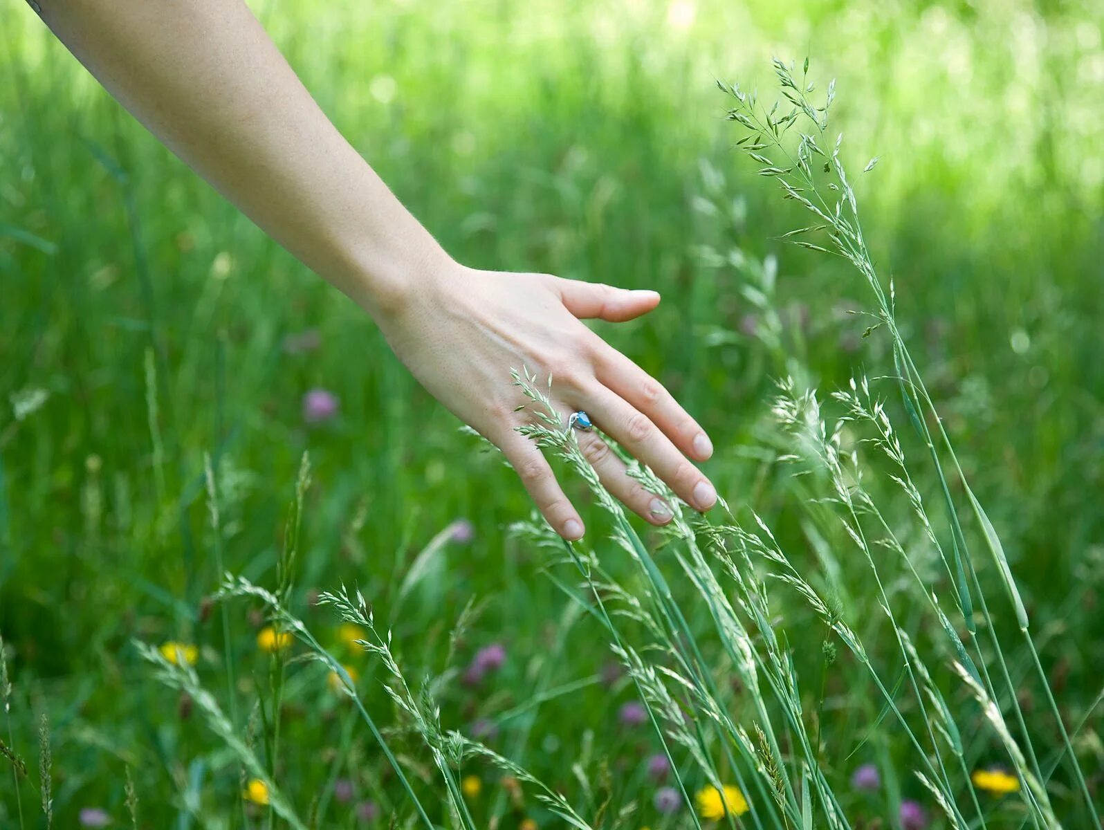 Рука по траве. Трава в руке. В траве рука в руке. Растение в руках.