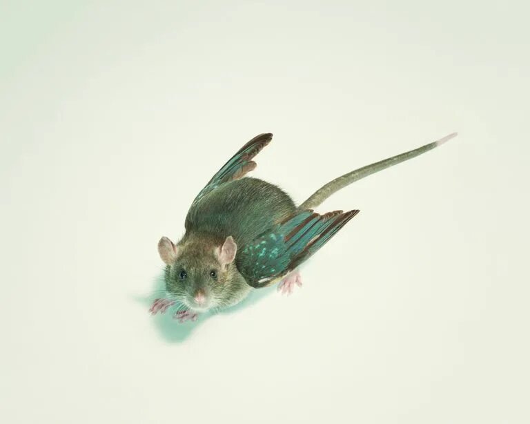 Hovering mouse. Flying mouse. ratbirds. ratbird летающая крысы белая. dusk flying mouse.