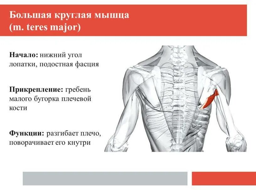 Большая и малая круглая мышца анатомия. Малая круглая мышца спины анатомия. Мышцы верхней части спины анатомия. Круглая мышца спины. Мышцы под мышкой.