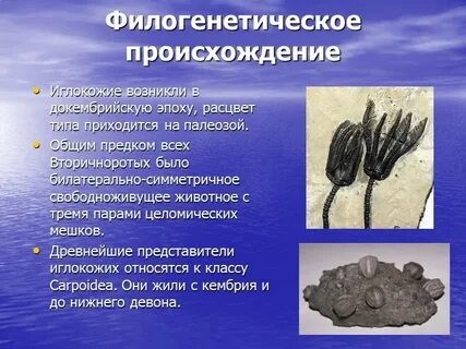 Назовите предков