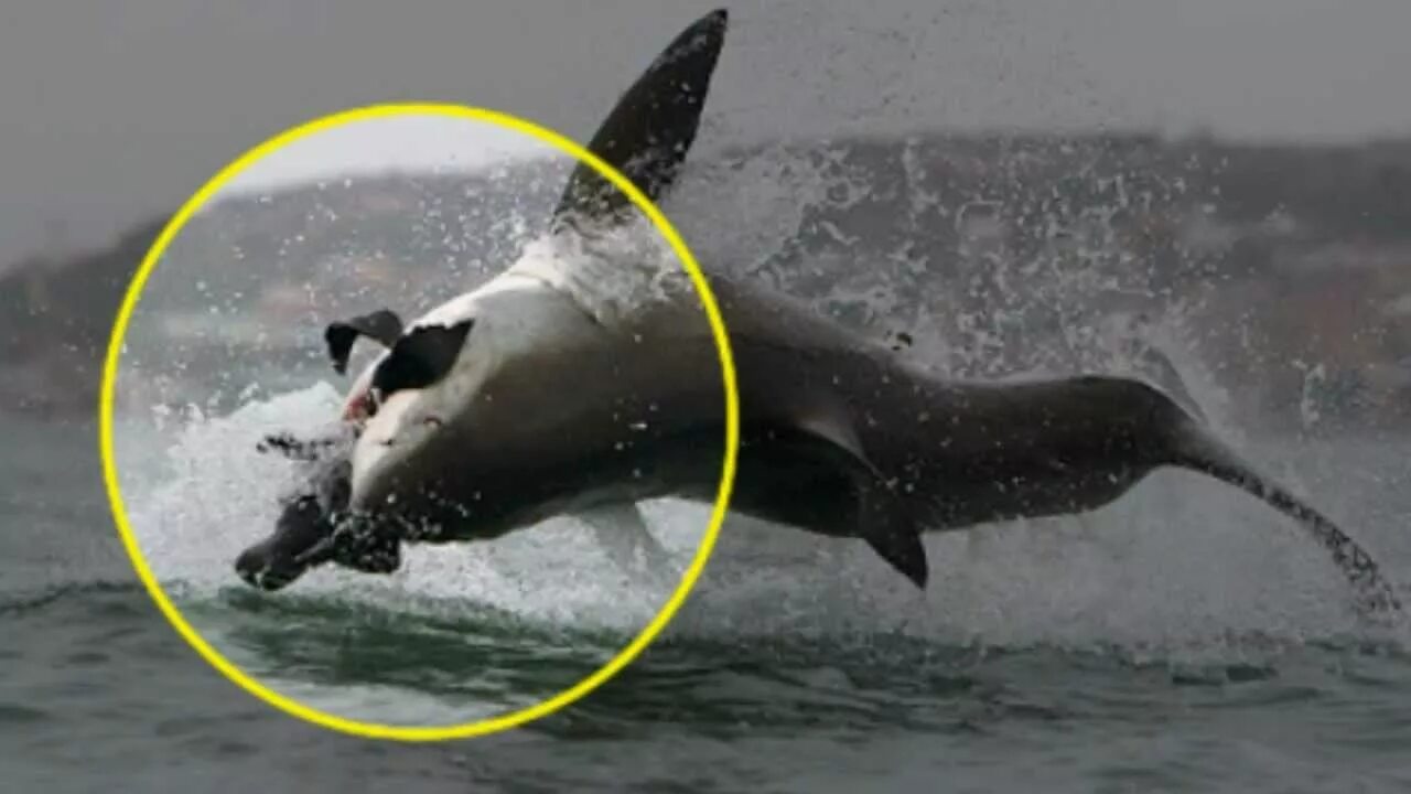 Опасное нападение. Кит акула Касатка Дельфин. Касатка меланист. Касатка нападает на человека.