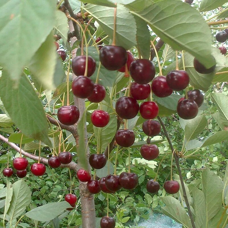 Вишня бирюсинка фото Бирюсинка (Вишня) "Сияние" г. Гомель