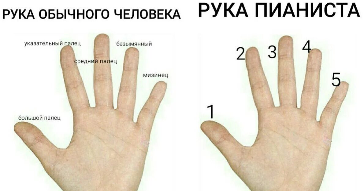 Руки обычного человека. Безымянный палец. пальцы пианиста. безымянный палец на руке. пальцы пианиста и обычного человека.