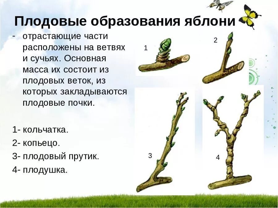 Обрезка яблонь весной схема. Типы ветвей. Тип ветвления побегов у дуба. Типы ветвей. Типы ветвей.