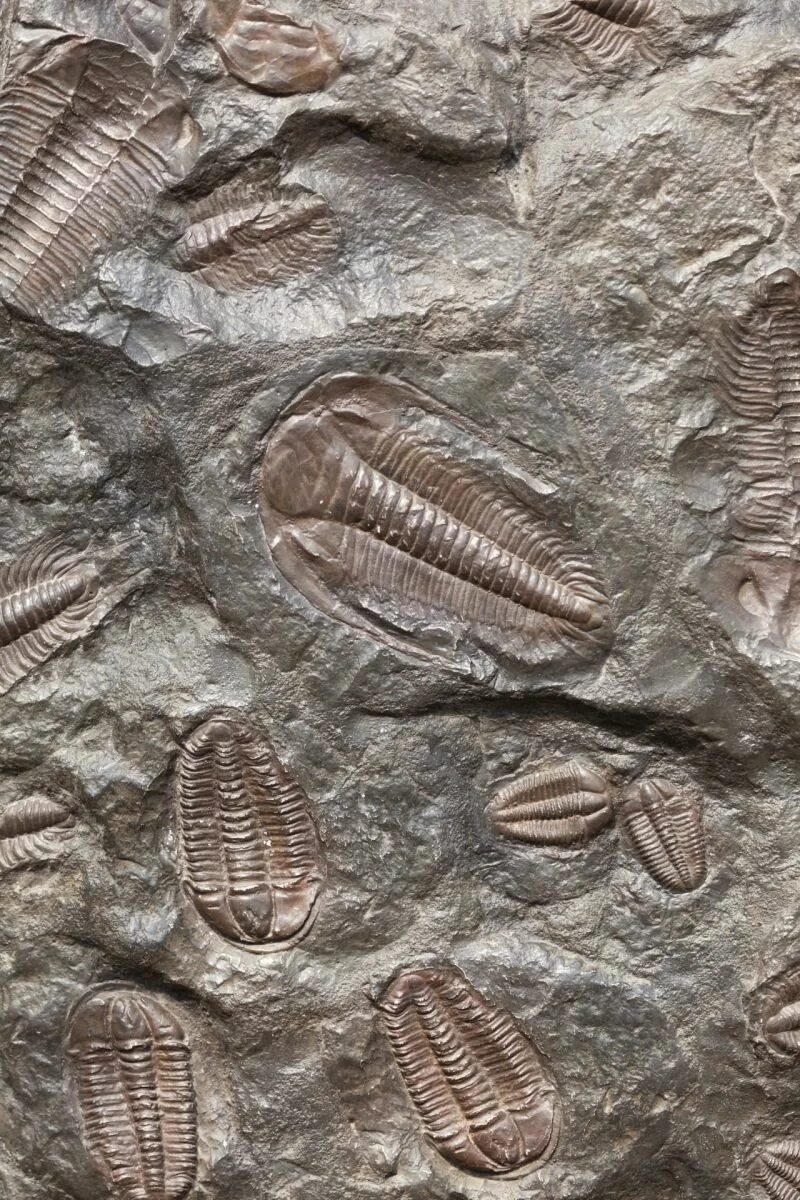 Аммонит торатау. Морские лилии ордовикского периода. Окаменелый аммонит. Fossil окаменелости. Палеонтология окаменелости.