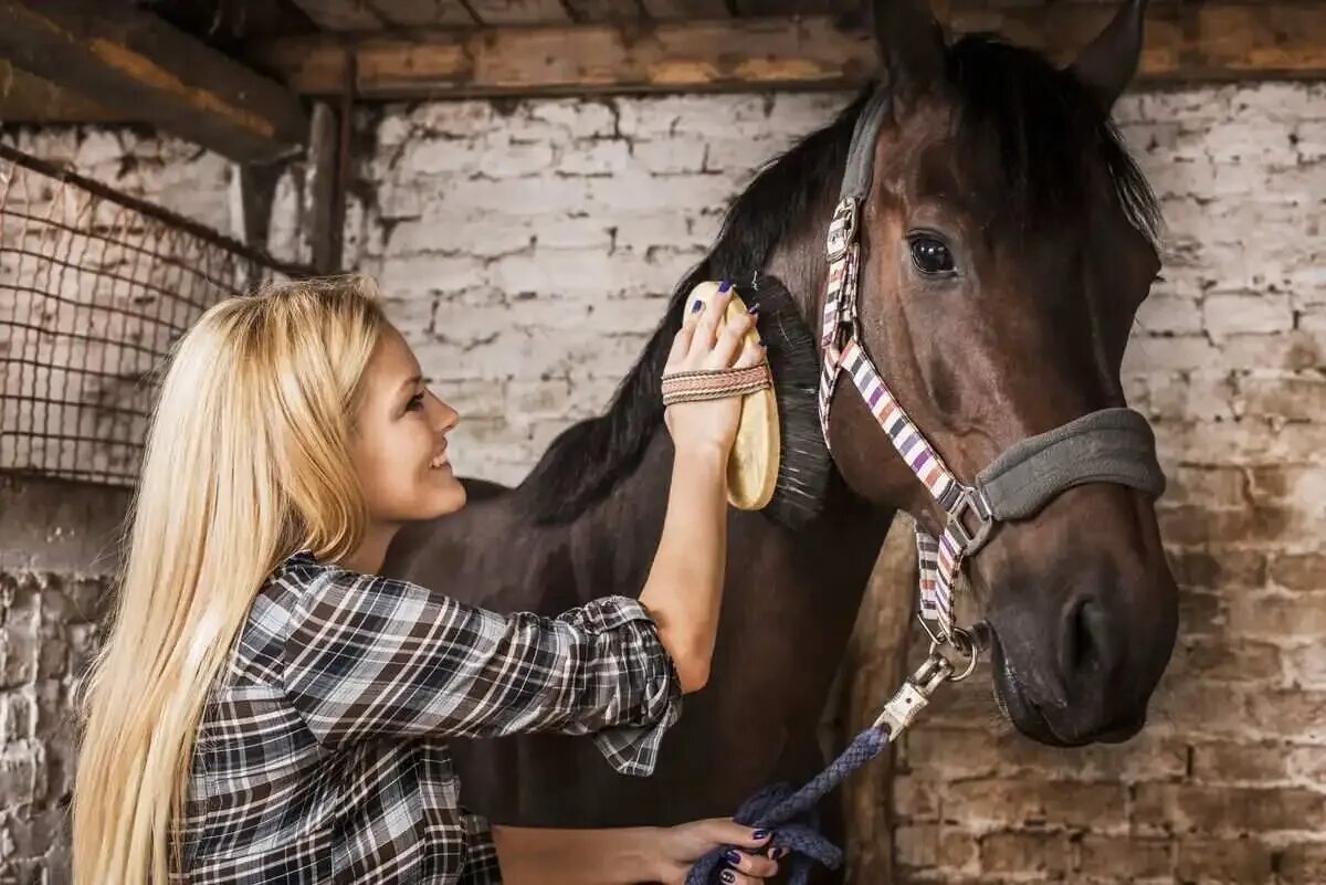 I m a horse