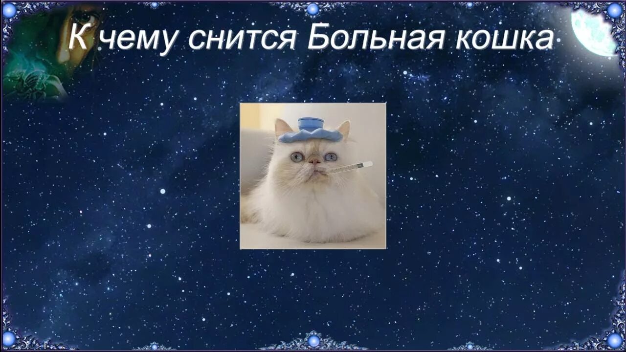 Сонник миллера котята. К чему снится больная кошка. К чему приснилась кошка больная. Приснилась болеющая кошка. К чему снятся кошки.