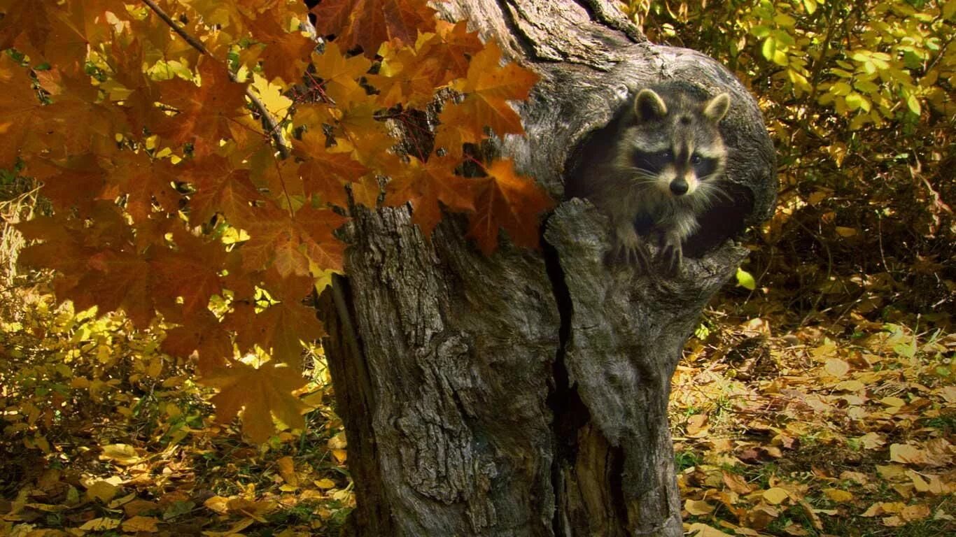 hedgehog_autumn Autumn animals, Nocturnal animals, Hedgehog pet