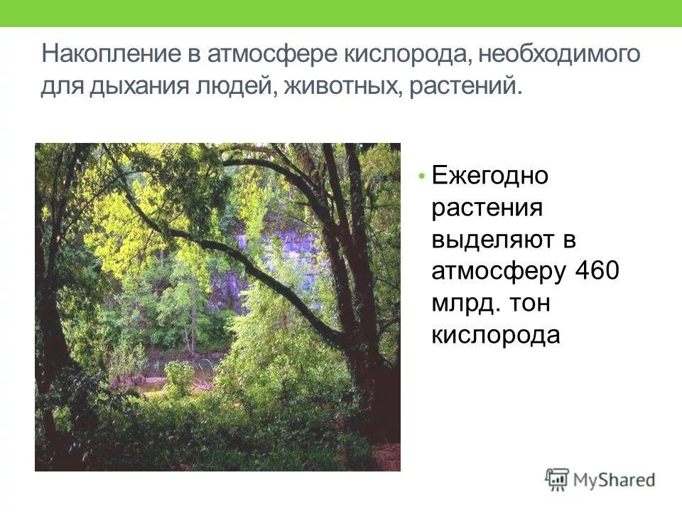 Способствует накоплению кислорода в атмосфере. Накопление кислорода в атмосфере. Способствует накоплению кислорода в атмосфере. Способствует накоплению кислорода в атмосфере. Накопление кислорода в атмосфере.