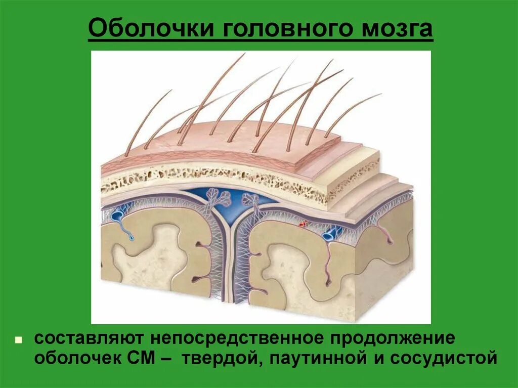 Три оболочки мозга. Оболочки мозга анатомия. Оболочки головного мозга рисунок. Мозговые оболочки мозга. Три мозговые оболочки.