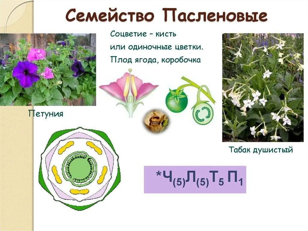Формулу цветка ч5л5т5п1 имеют. Диаграмма цветка пасленовых. Соцветие пасленовых растений. Семейство Пасленовые плод коробочка. Формула цветка пасленовых растений.