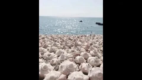 Ракушка адлер