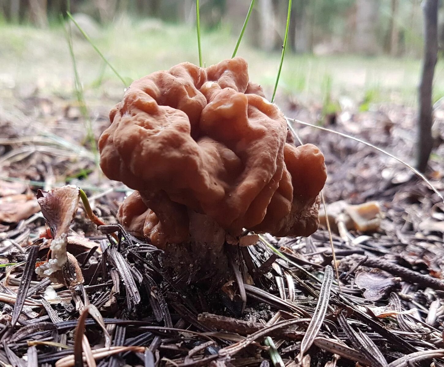 Сморчок гигантский. Строчок гигантский — Gyromitra Gigas.. Строчок весенний. Строчок весенний обыкновенный.