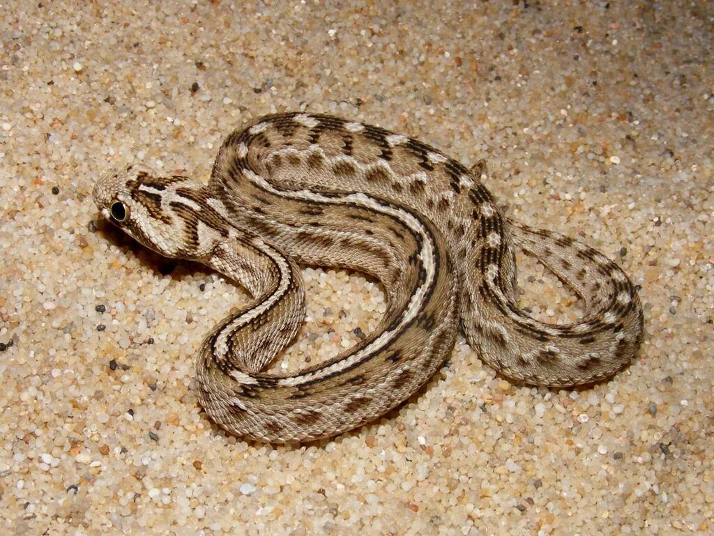 Какую среду обитания освоила песчаная змея. Песчаная Эфа змея. Среднеазиатская Эфа. Среднеазиатская Эфа змея. Песчаная Эфа ядовитая.