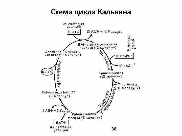 Протекают реакции цикла кальвина. Цикл Кальвина с3 путь. Цикл Кальвина в фотосинтезе. С3 путь фотосинтеза цикл Кальвина кратко. Цикл Кальвина в фотосинтезе схема.