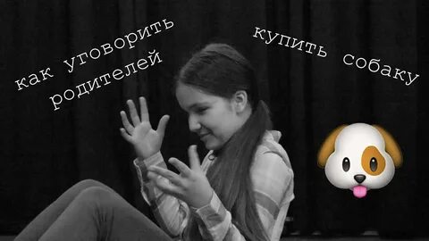 Как уговорить родителей завести собаку